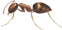 Argentine Ants