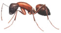 Carpenter Ants