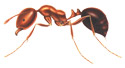 Red Imported Fire Ants