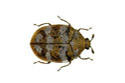 Carpet Beetles