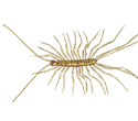 House Centipedes