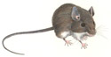 Deer Mice