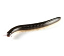 Millipedes