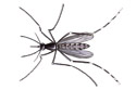 Asian Tiger Mosquito