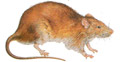 Norway Rat