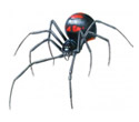 Black Widow Spiders