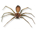 Brown Recluse Spiders