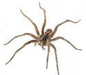 Wolf Spiders