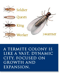 Termites - Soldier, Queen, King, Worker, Swarmer