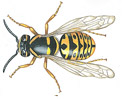 Yellow Jackets 