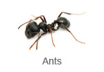 Ants