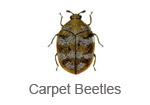 Carpet Beetles