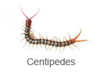 Centipedes