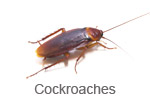 Cockroaches