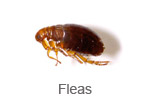 Fleas