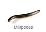 Millipedes