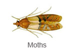 Moths