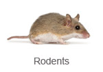 Rodents