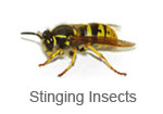 Stinging Insects