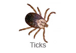 Ticks